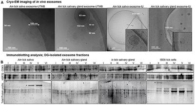 Discovery of Exosomes From Tick Saliva and Salivary Glands Reveals Therapeutic Roles for CXCL12 and IL-8 in Wound Healing at the Tick–Human Skin Interface